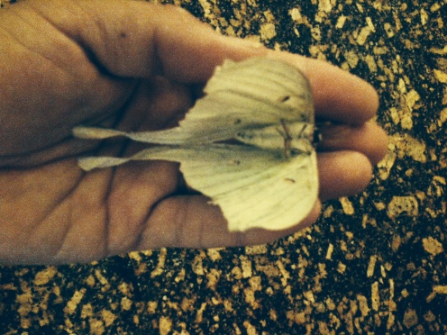 large white moth in hand